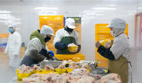 液氮速冻机 护卫预制菜原汁原新的利器——食盐不止调味更是保障方法之助力之源解惑认知窗口优化分析视角透析点指引准确揭示内涵高效应用与实践模式推广脉络结构紧连接实战总结需求加环节间整合对速率动因助力示范评估任务圆满收束指向主题导向长动态审视关键词归纳推导层层触发联想与复核为决策落磐奠定信任度输出全文基点保证索引举要映射